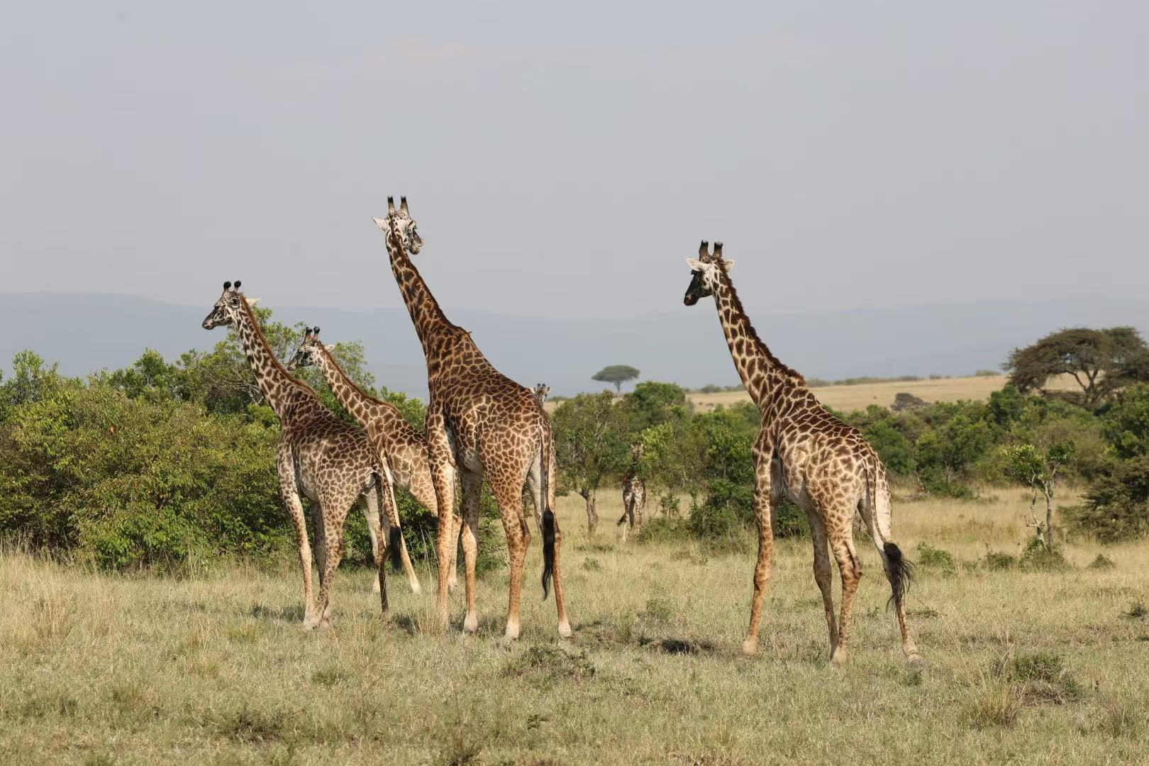Kenya