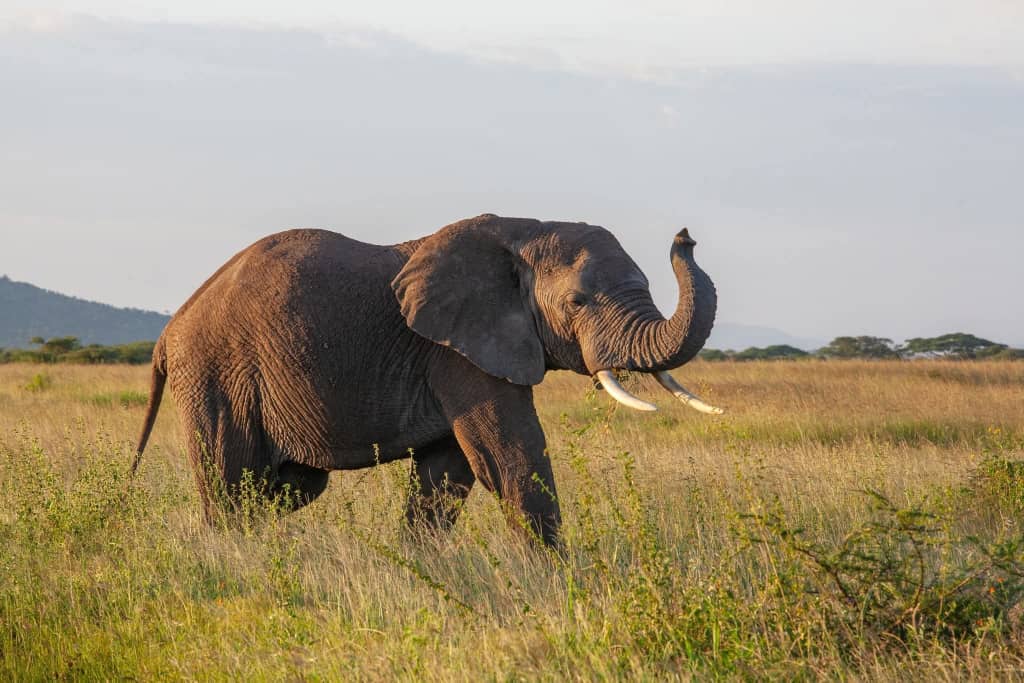 Tanzania