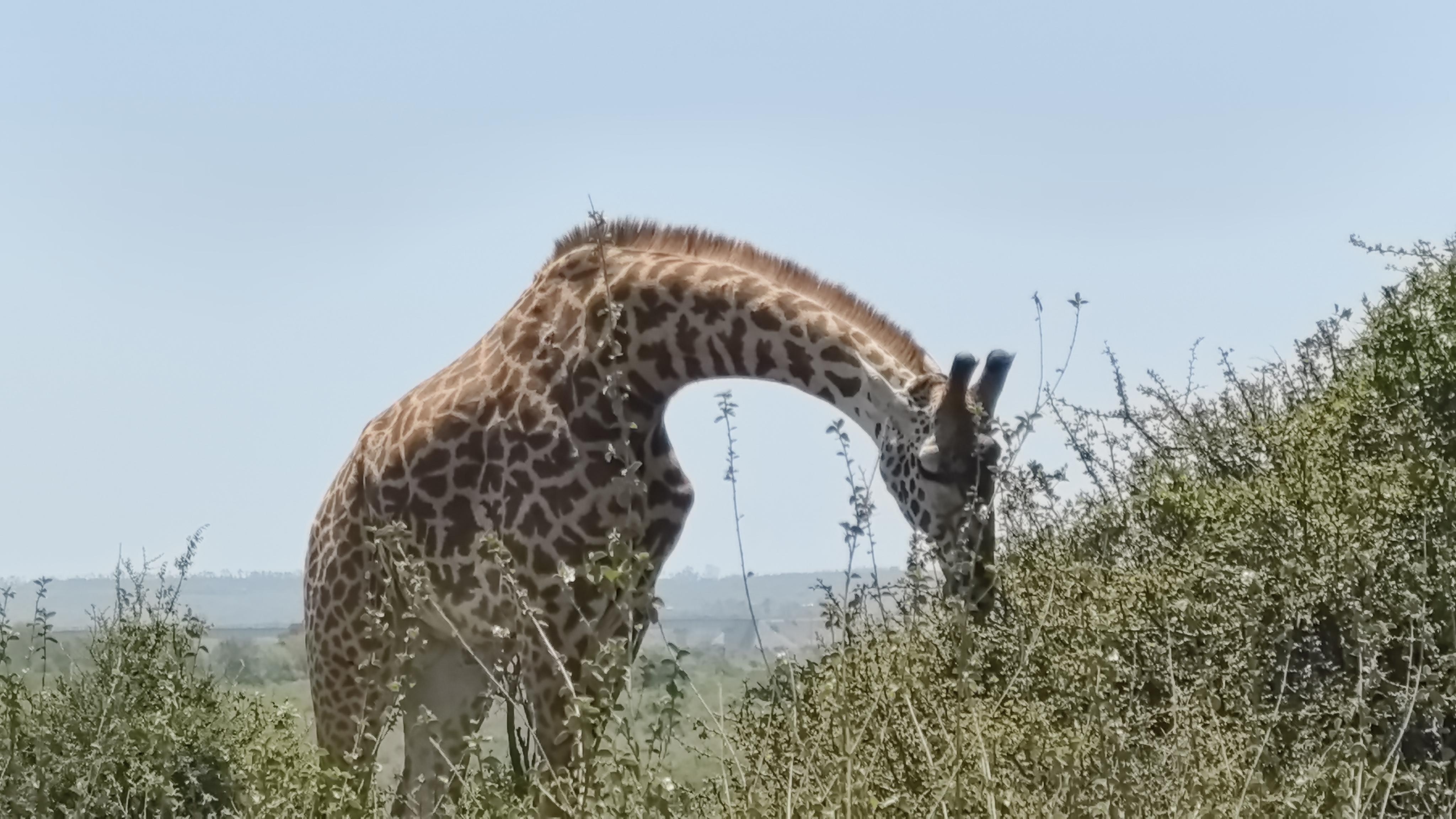 Tanzania Safari