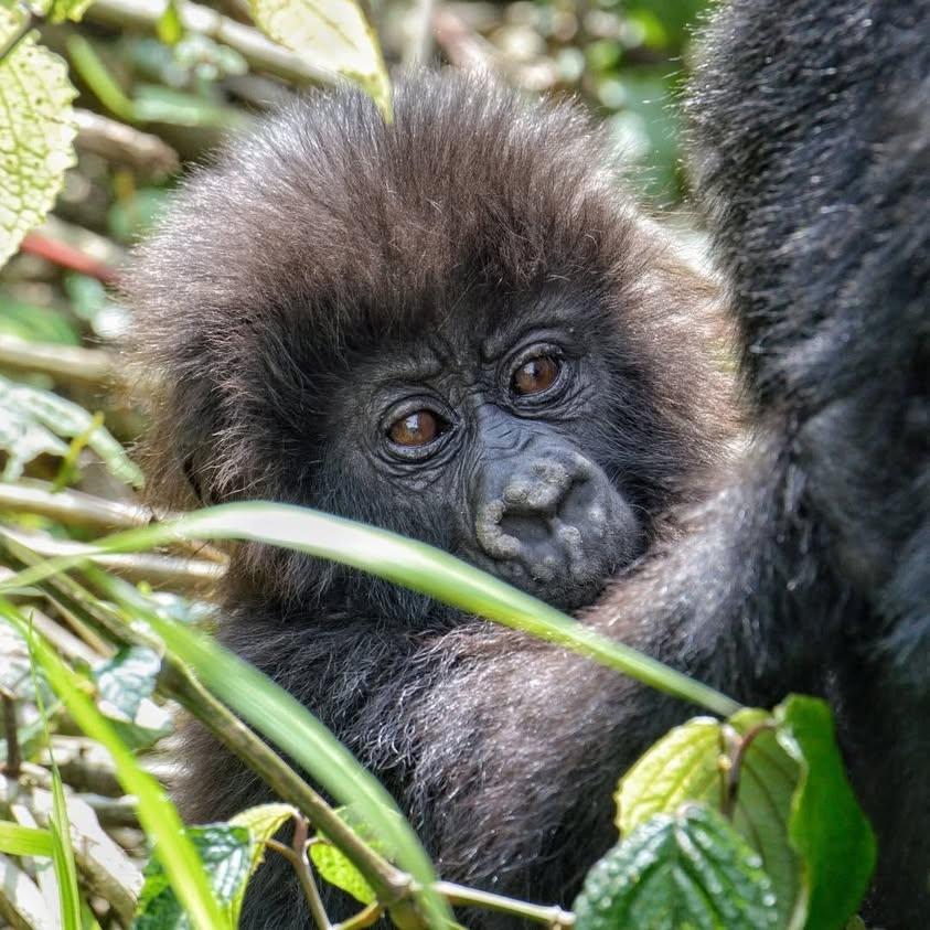 Uganda